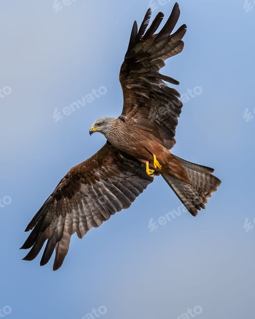 Preview: Majestic bird of prey soaring in the clear blue sky.
