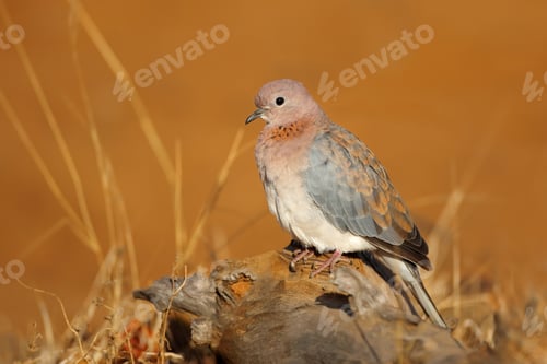 Preview: Laughing dove in natural habitat