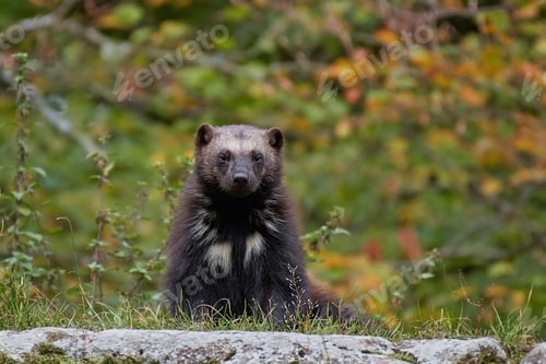 Preview: Wolverine (Gulo gulo)