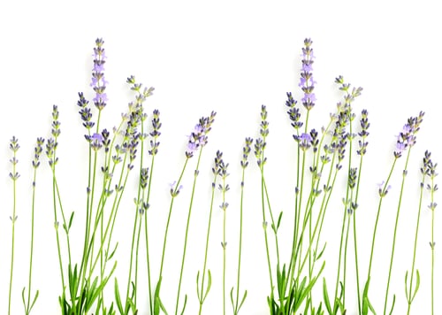 Preview: Lavender flowers (Lavandula) on a white background