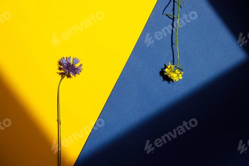 Preview: Blue and yellow flowers flat lay on paper in sunlight. Floral card with space for text