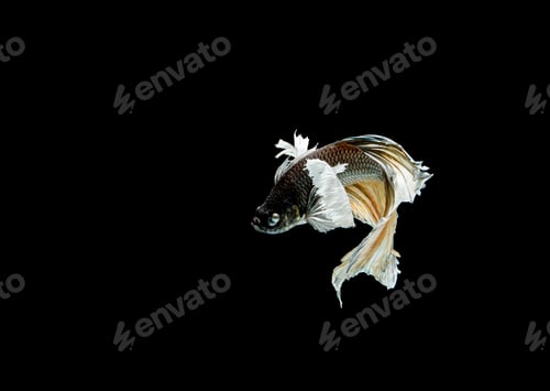 Preview: Betta fish, siamese fighting fish, betta splendens isolated on black background