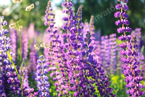 Preview: Blooming purple, pink and blue lupin, lupine, lupinus flowers in sunlight. Floral, spring, summer