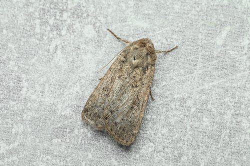 Preview: Paradrina clavipalpis moth on light grey textured background, top view
