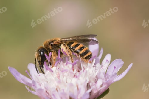 Preview: Closeup of a Dark Mediterranean halictus on a pink scabious flower in a field