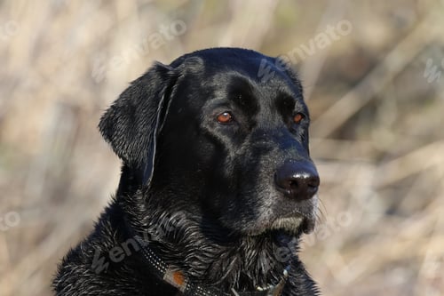 Preview: a black dog is laying down in the grass and has a collar