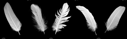 Preview: white feather of a goose on a black background