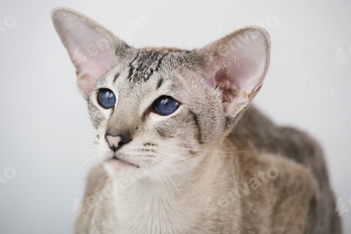 Preview: adorable siamese cat kitten with blue eyes