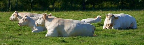 Preview: White cow - all white