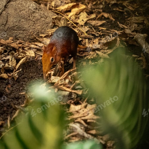 Preview: Closeup shot of a black and rufous elephant shrew in a zoo