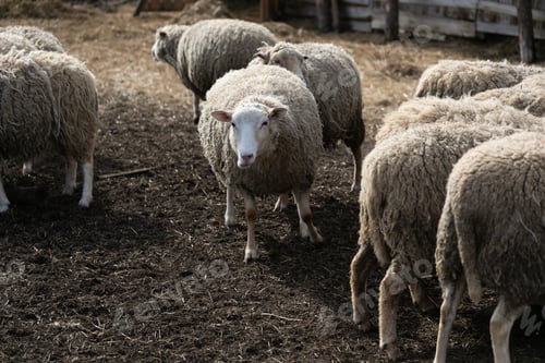 Preview: Herd of Sheep Standing on Dry Grass Field