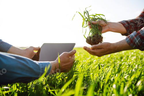 Preview: Two Farmers uses specialized app on digital tablet for checking wheat. Agriculture, ecology concept.