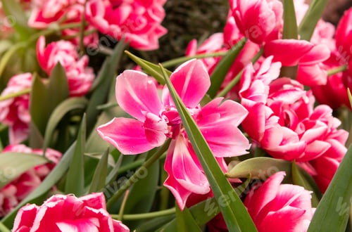 Preview: Pink tulips flowers in the garden