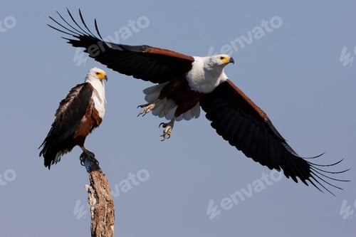 Preview: African fish eagles, Chobe National Park, Botswana