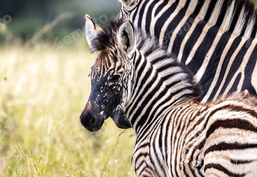 Preview: Zebra, Equus quagga, standing with her foal.