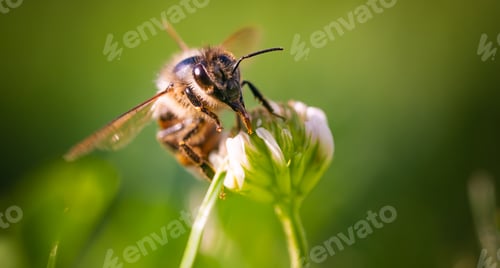 Preview: Honeybee Pollinating White Clover Flower