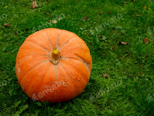Preview: One big pumpkin on green grass in autumn