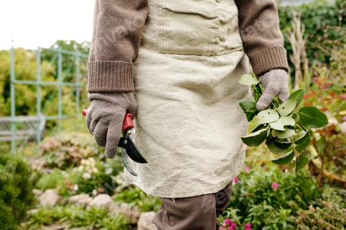 Preview: Mid section of female gardener in apron and gloves holding bunch of leaves