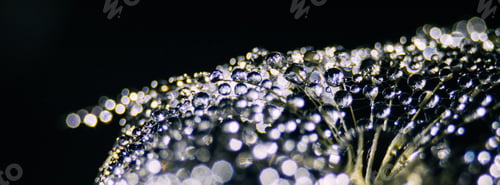 Preview: Beautiful dew drops on dandelion seed macro. Macro soft dark background.