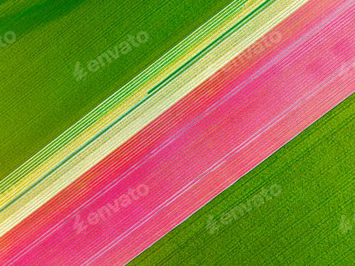 Preview: Drone view of a field of tulips. Landscape from the air in the Netherlands. Rows on the field.