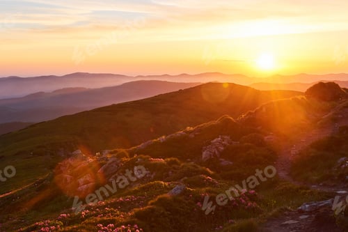 Preview: Rhododendrons bloom in a beautiful location in the mountains. Beautiful sunset. Blooming