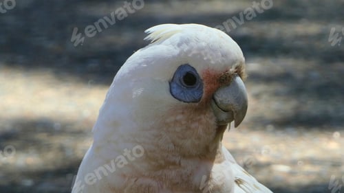 Preview: corella bird white cockatoo