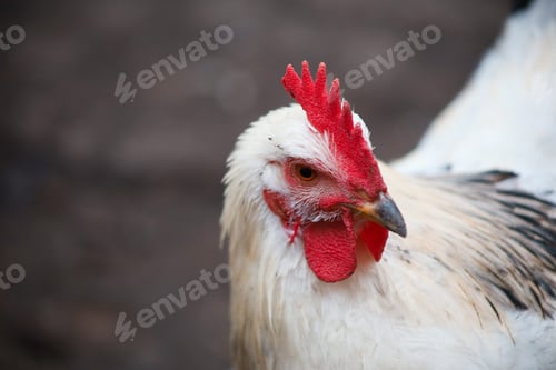 Vista previa: un pollo blanco con una cresta roja mira hacia otro lado de cerca