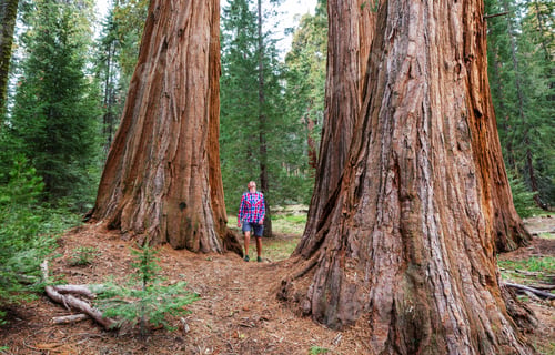 Preview: Sequoia