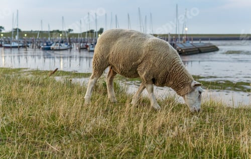 Preview: Sheep near Rantum Harbour on the Island Sylt, Germany