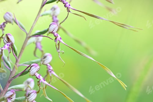 Preview: Wild orchid flowers blooming in Italian meadow