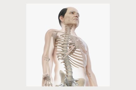 Preview: Rigged Elder Male Anatomy: Skeleton, Skin, and Ligaments