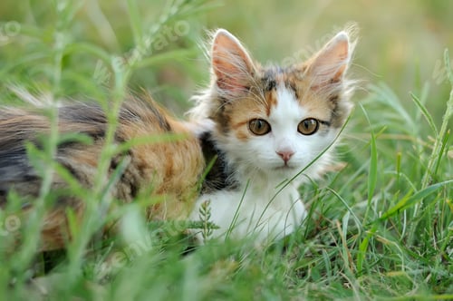 Preview: Young cat
