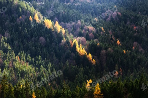 Preview: Autumn season theme. Detail of coloured forest. Garmisch Partenkirchen, Bavaria, Germany
