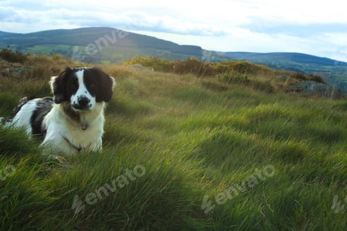 Preview: Cute collie dog lying on a greenfield against a mountain landscape in Wicklow, Ireland
