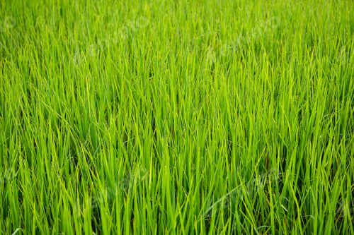 Preview: rice field