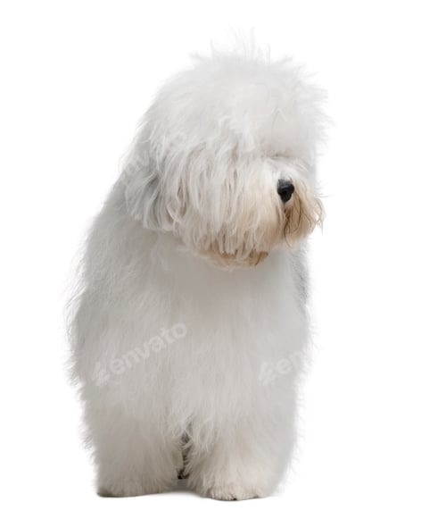 Preview: Old English Sheepdog, 3 Years old, standing in front of white background