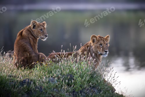 Preview: Closeup of Asiatic Lions near a pond under the sunlight in Tanzania