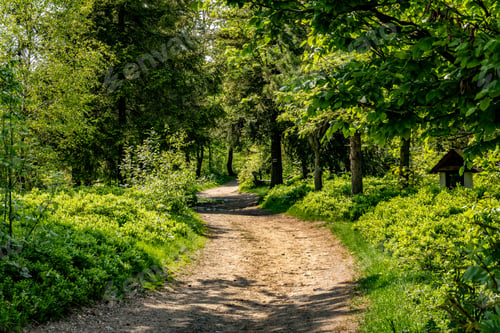 Preview: Tourist path leading through the forest.