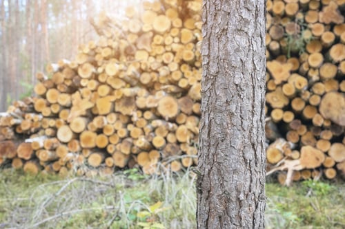 Preview: Close up photo of a tree trunk with cut down trees in background, selective focus.