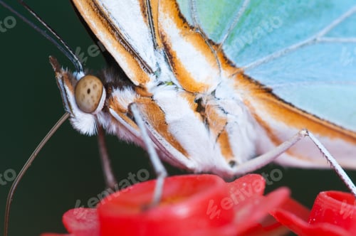 Preview: Macro of a Tropical Butterfly