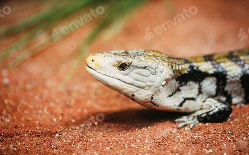 Preview: Popular pet gecko, gecko a night active lizard