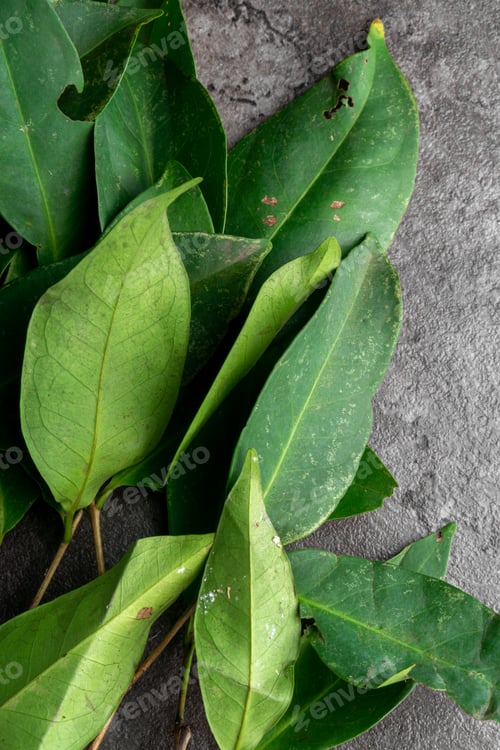 Preview: Fresh Bay Leaves isolated on dark background. For seasoning herb.