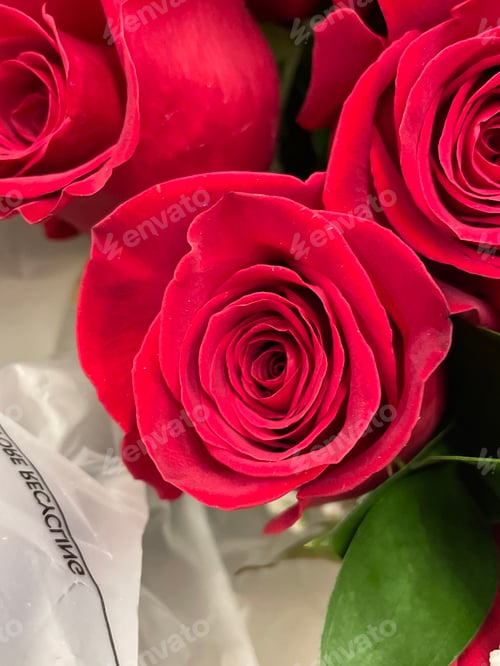 Preview: Red roses