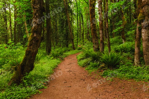 Preview: Curvy Trail through the Lush Foliage in the Woods