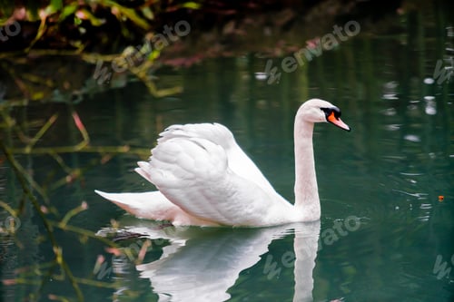 Preview: A beautiful white swan floating in the sea.