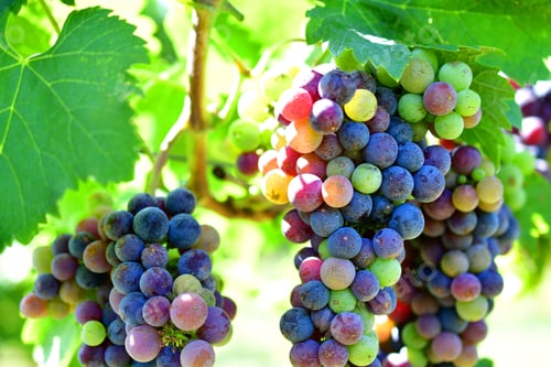 Preview: Clusters of luscious Merlot grapes at the point of veraison ripening in the summer sunlight