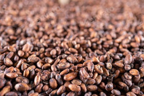 Preview: Organic cocoa beans sun drying on a farm