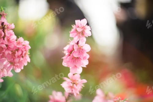 Preview: Blooming sakura branch in spring. spring bloom