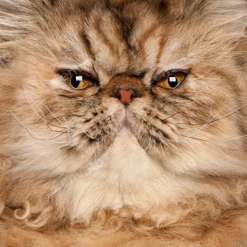 Preview: Persian (6 months old), Persian (6 months old), Persian (6 month