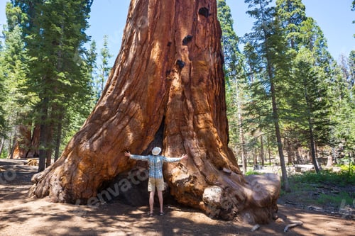 Preview: Sequoia